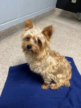 Rupert -  Yorkshire Terrier Dog for Adoption in Troy, Ohio - Rupert | PetCurious