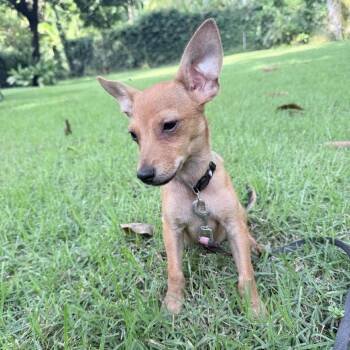 Lenny -  Chihuahua and Mixed Breed Dog for Adoption in Bend, Oregon - Lenny | PetCurious