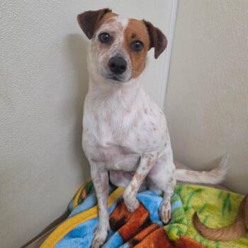 Dana Evans - Chino Hills Location -  Jack Russell Terrier and Mixed Breed Dog for Adoption in Chino Hills, California - Dana Evans - Chino Hills Location | PetCurious