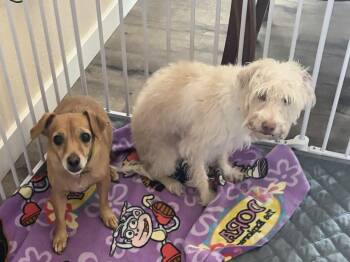 Rescue Dachshund Dogs for Adoption in Phoenix, Arizona - Bella And Benji | PetCurious