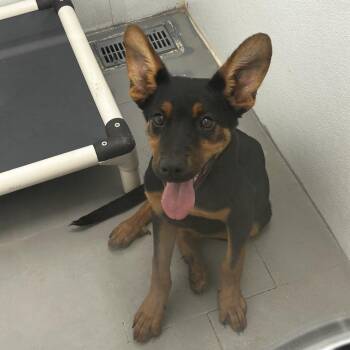 Orbit -  Mixed Breed Dog for Adoption in Jupiter, Florida - Orbit | PetCurious