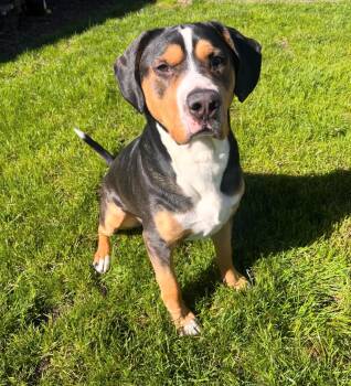 Pit Bull Terrier and Labrador Retriever Dogs Available for Adoption in Sherwood, Oregon - Frankie  | PetCurious