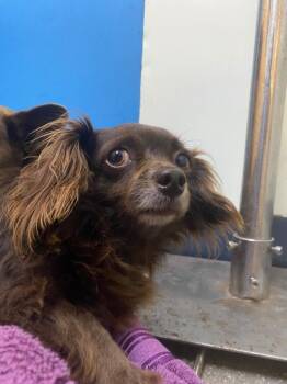 Mixed Breed Dogs Available for Adoption in Ocala, Florida - Esmeralda | PetCurious