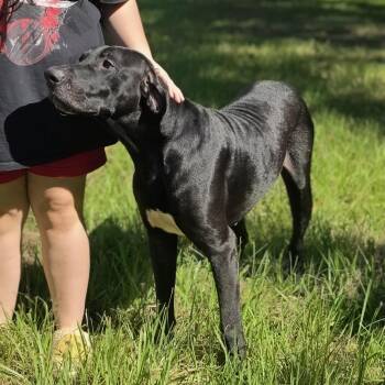 Tucker -  Great Dane and Black Labrador Retriever Dog for Adoption in Cleveland, Texas - Tucker | PetCurious