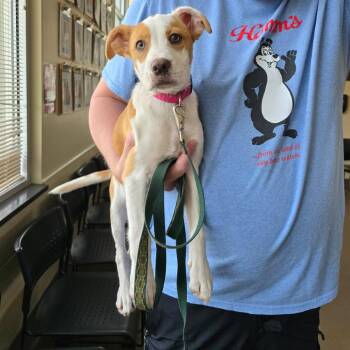 Mixed Breed Dogs Available for Adoption in Asheville, North Carolina - Molly | PetCurious