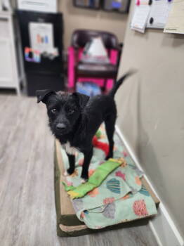 Rescue Terrier Dogs for Adoption in Emmett, Idaho - Brooks | PetCurious