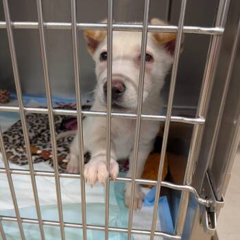 Chickpea -  Shepherd Dog for Adoption in Fairfax Station, Virginia - Chickpea | PetCurious