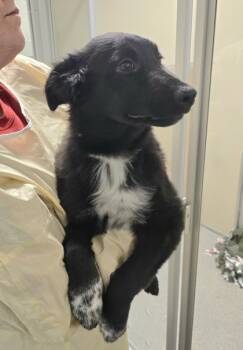 Rescue Shepherd and Mixed Breed Dogs for Adoption in Bellevue, Washington - Genoise | PetCurious