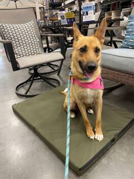 Clara -  German Shepherd Dog Dog for Adoption in Greeneville, Tennessee - Clara | PetCurious