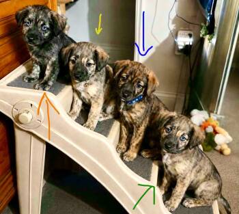 Peep -  Maltese and Miniature Poodle Dog for Adoption in New Baltimore, Michigan - Peep | PetCurious