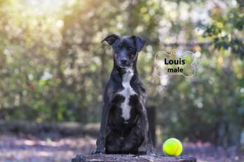 Rescue Shepherd Dogs for Adoption in Pawleys Island, South Carolina - Louis | PetCurious