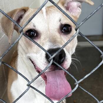 Rubie Tuesday -  Mixed Breed Dog for Adoption in Jacksonville, Arkansas - Rubie Tuesday | PetCurious