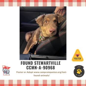 Rescue Australian Shepherd Dogs for Adoption in Rochester, Minnesota - Found Stewartville | PetCurious