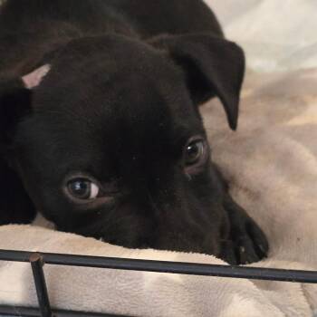 Pit Bull Terrier Dogs Available for Adoption in Waggaman, Louisiana - Reed | PetCurious