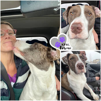 Rescue Mixed Breed Dogs for Adoption in Kenai, Alaska - Gary | PetCurious