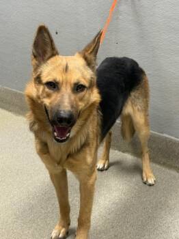 Rescue German Shepherd Dog Dogs for Adoption in Las Vegas, Nevada - POLO | PetCurious