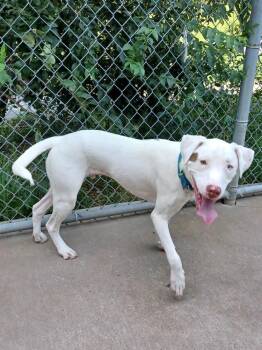 Anthony -  Husky Dog for Adoption in Kalamazoo, Michigan - Anthony | PetCurious