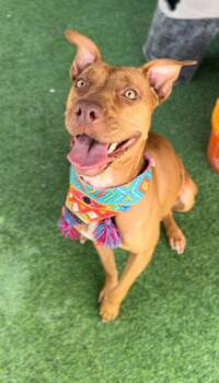 Rescue Vizsla and Cattle Dog Dogs for Adoption in Houston, Texas - Grace | PetCurious