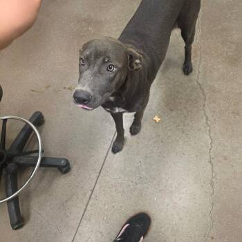 Bj -  Mixed Breed Dog for Adoption in Chattanooga, Tennessee - Bj | PetCurious