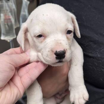 Trouble -  Terrier and Mixed Breed Dog for Adoption in Hattiesburg, Mississippi - Trouble | PetCurious