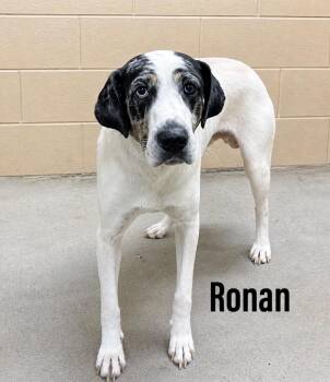 Catahoula Leopard Dog Dogs Available for Adoption in Clearfield, Kentucky - Ronan | PetCurious