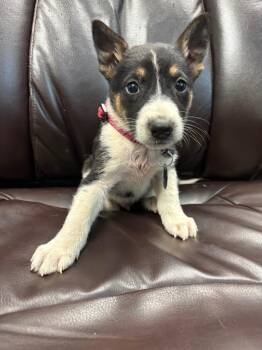 Napalm -  Border Collie and Shepherd Dog for Adoption in Carson City, Nevada - Napalm | PetCurious