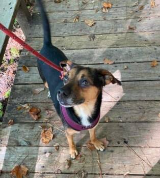 Rescue Terrier Dogs for Adoption in New Bern, North Carolina - Rocco "Roc | PetCurious