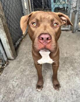 Pit Bull Terrier Dogs Available for Adoption in Chicago, Illinois - Carson | PetCurious