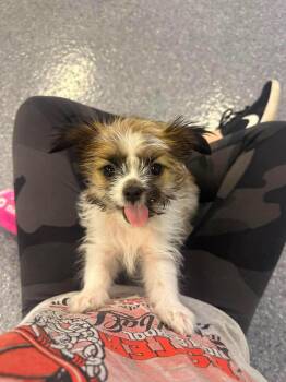 Pebbles -  Chihuahua and Pug Dog for Adoption in Sparta, Illinois - Pebbles | PetCurious