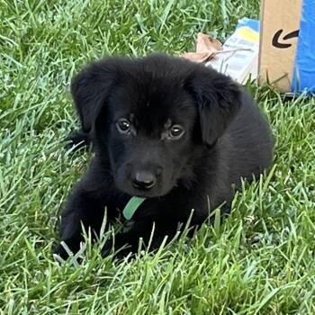 Pike -  Black Labrador Retriever and Mixed Breed Dog for Adoption in Long Beach, California - Pike | PetCurious
