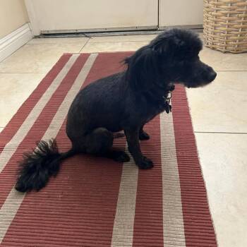 Toto -  Havanese Dog for Adoption in Ramona, California - Toto | PetCurious