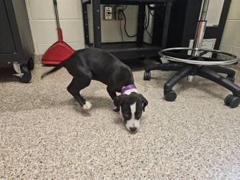 GRETA -  Pit Bull Terrier and Mixed Breed Dog for Adoption in Pueblo, Colorado - GRETA | PetCurious