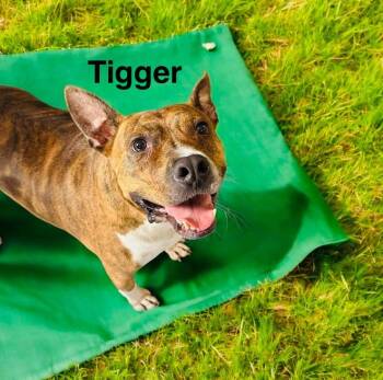 Rescue Black Mouth Cur Dogs for Adoption in Eloise, Florida - Tigger | PetCurious