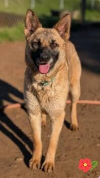 German Shepherd Dog Dogs Available for Adoption in Pleasant Hill, California - Emme | PetCurious