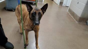 Belgian Shepherd Malinois Dogs Available for Adoption in Aurora, Illinois - GALA | PetCurious
