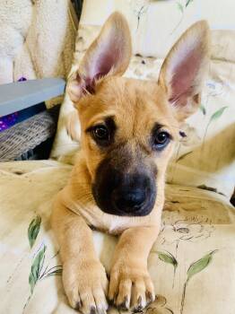 Marigold -  Mixed Breed Dog for Adoption - Marigold | PetCurious