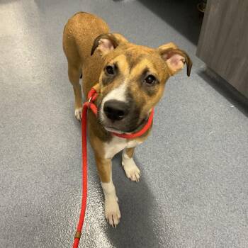Aiia -  Mixed Breed Dog for Adoption in Saint Joseph, Missouri - Aiia | PetCurious