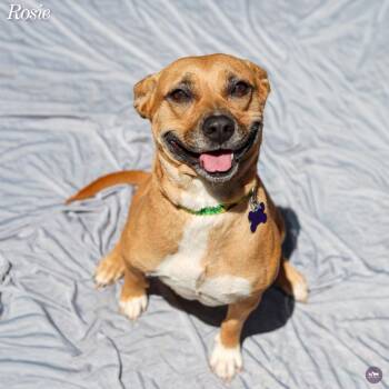 Rosie -  Mixed Breed and None Dog for Adoption in Hopkinton, Massachusetts - Rosie | PetCurious