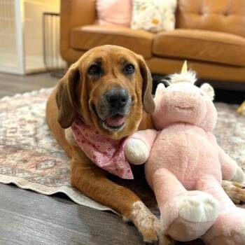 Hound and Redbone Coonhound Dogs Available for Adoption in Friendswood, Texas - Pumpkin Lumpkin Squishy Princess | PetCurious
