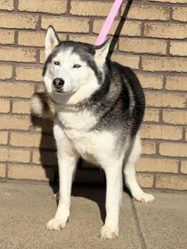 Siberian Husky Dogs Available for Adoption - Ember | PetCurious