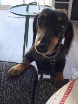 Dachshund Dogs Available for Adoption in Cleveland, Ohio - Luna | PetCurious