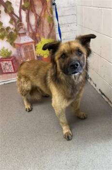 German Shepherd Dog and Mixed Breed Dogs Available for Adoption in San Bernardino, California - NACHO | PetCurious