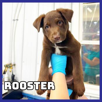 Rooster -  Chocolate Labrador Retriever Dog for Adoption in Glenwood, Minnesota - Rooster | PetCurious