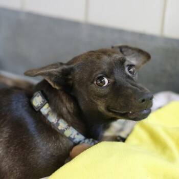 GORGINA -  Chihuahua and Mixed Breed Dog for Adoption in San Antonio, Texas - GORGINA | PetCurious