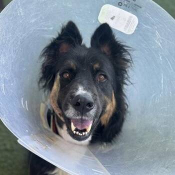 Kaiyu -  Border Collie Dog for Adoption in Sacramento, California - Kaiyu | PetCurious