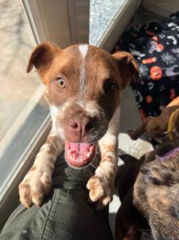 Collie and Pit Bull Terrier Dogs Available for Adoption in Los Angeles, California - Taquito | PetCurious
