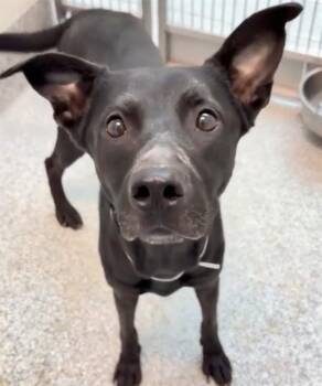 KALEY -  Labrador Retriever and Mixed Breed Dog for Adoption in Houston, Texas - KALEY | PetCurious