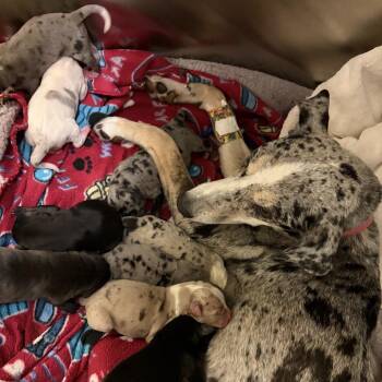 Catahoula Leopard Dog and Mixed Breed Dogs Available for Adoption in Jupiter, Florida - Finnegan | PetCurious