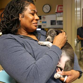 Mixed Breed Dogs Available for Adoption - Batman | PetCurious