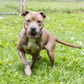 Sage -  Pit Bull Terrier Dog for Adoption - Sage | PetCurious